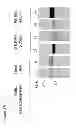 Fig. 04 - Methods and kits for diagnosing Sjögren's syndrome