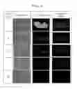 Fig. 04 - METHOD OF ISOLATING OR COUNTING TARGET CELLS BY USING PHOTOCLEAVABLE LINKER COUPLED WITH FLUORESCENT DYE