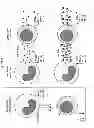 Fig. 04 - Induced intercellular communication