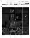 Fig. 02 - THERAPEUTIC MODULATION OF AUTOPHAGY