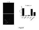 Fig. 04 - Genetically modified non-human animals and methods of use thereof