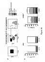 Fig. 13 - Genetically modified non-human animals and methods of use thereof