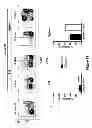 Fig. 14 - Genetically modified non-human animals and methods of use thereof