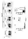 Fig. 15 - Genetically modified non-human animals and methods of use thereof