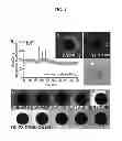 Fig. 02 - COMPOSITIONS AND METHODS FOR THE DETECTION OF ZINC