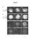 Fig. 08 - COMPOSITIONS AND METHODS FOR THE DETECTION OF ZINC