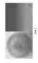 Fig. 06 - Antimicrobial and anti-inflammatory activity of switchgrass-derived extractives