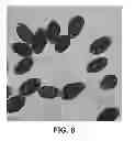 Fig. 07 - Antimicrobial and anti-inflammatory activity of switchgrass-derived extractives