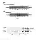 Fig. 03 - Means and methods for producing authentic human basic fibroblast growth factor