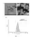 Fig. 02 - Method of extracting neural stem cells using nanoparticles