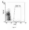 Fig. 07 - Method of extracting neural stem cells using nanoparticles