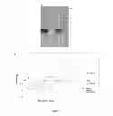 Fig. 04 - Stabilisation method for viruses or bacteria