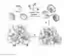 Fig. 01 - Multiple-enzyme nanocomplexes