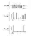Fig. 04 - Compositions for Diagnosis and Therapy of Diseases Associated with Aberrant Expression of Futrins (R-Spondins) and/or Wnt