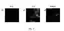 Fig. 04 - Synthetic surfaces for culturing stem cell derived cardiomyocytes
