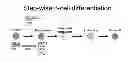 Fig. 01 - DEFINITIVE ENDODERM