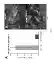 Fig. 09 - DEFINITIVE ENDODERM