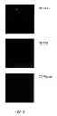 Fig. 04 - Synthetic surfaces for culturing stem cell derived oligodendrocyte progenitor cells