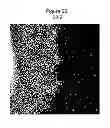 Fig. 07 - Synthetic surfaces for culturing stem cell derived oligodendrocyte progenitor cells