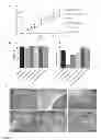 Fig. 03 - Chemically defined production of cardiomyocytes from pluripotent stem cells