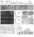 Fig. 08 - Chemically defined production of cardiomyocytes from pluripotent stem cells