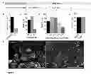 Fig. 10 - Chemically defined production of cardiomyocytes from pluripotent stem cells
