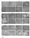 Fig. 13 - Chemically defined production of cardiomyocytes from pluripotent stem cells