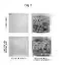Fig. 02 - Plant Cell Differentiation Promoter