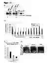 Fig. 16 - Alternative Splicing Modulators and Splice Variants and Their Use in the Control and Detection of Pluripotency and Differentiation