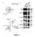Fig. 19 - Alternative Splicing Modulators and Splice Variants and Their Use in the Control and Detection of Pluripotency and Differentiation