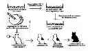 Fig. 01 - METHOD OF GENETICALLY ALTERING AND PRODUCING ALLERGY FREE CATS