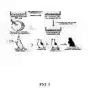 Fig. 02 - METHOD OF GENETICALLY ALTERING AND PRODUCING ALLERGY FREE CATS