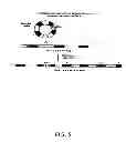 Fig. 06 - METHOD OF GENETICALLY ALTERING AND PRODUCING ALLERGY FREE CATS