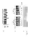 Fig. 19 - DNA-binding proteins and uses thereof