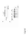 Fig. 26 - DNA-binding proteins and uses thereof
