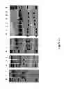 Fig. 31 - DNA-binding proteins and uses thereof