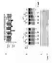 Fig. 19 - DNA-binding proteins and uses thereof