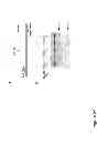 Fig. 26 - DNA-binding proteins and uses thereof