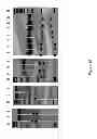 Fig. 31 - DNA-binding proteins and uses thereof