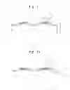 Fig. 07 - Method for manufacturing stretchable thin film transistor