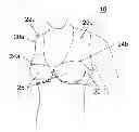 Fig. 01 - Upper body garment for providing support