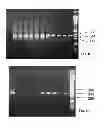 Fig. 06 - Population Scale HLA-Typing and Uses Thereof