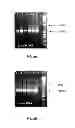 Fig. 07 - Population Scale HLA-Typing and Uses Thereof