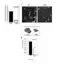 Fig. 04 - Compounds and methods of modulating angiogenesis