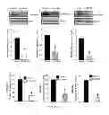 Fig. 09 - Compounds and methods of modulating angiogenesis