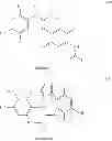 Fig. 06 - MACROCYCLIC PRODRUG COMPOUNDS USEFUL AS THERAPEUTICS