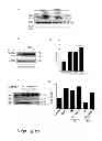 Fig. 25 - Methods of treating autophagy-associated disorders and related pharmaceutical compositions, diagnostics, screening techniques and kits