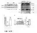 Fig. 26 - Methods of treating autophagy-associated disorders and related pharmaceutical compositions, diagnostics, screening techniques and kits