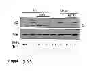 Fig. 28 - Methods of treating autophagy-associated disorders and related pharmaceutical compositions, diagnostics, screening techniques and kits