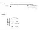 Fig. 33 - INDUCTION OF IMMUNE TOLERANCE BY USING METHOTREXATE